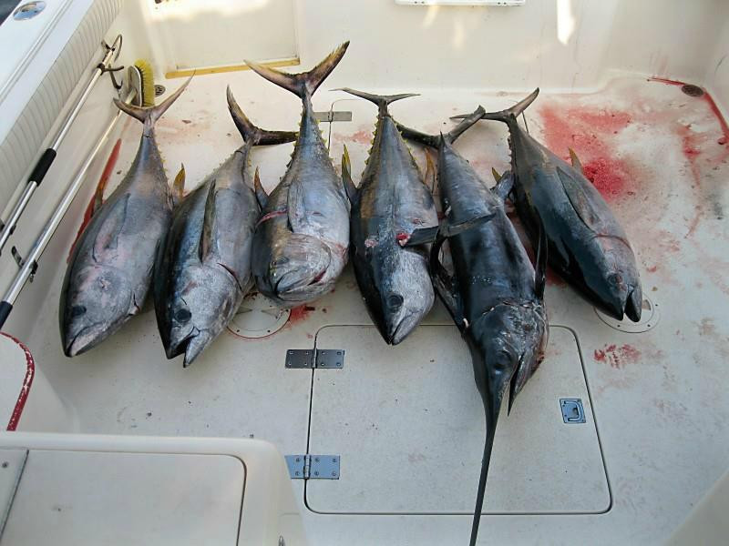 Blue Max Sportfishing景点图片