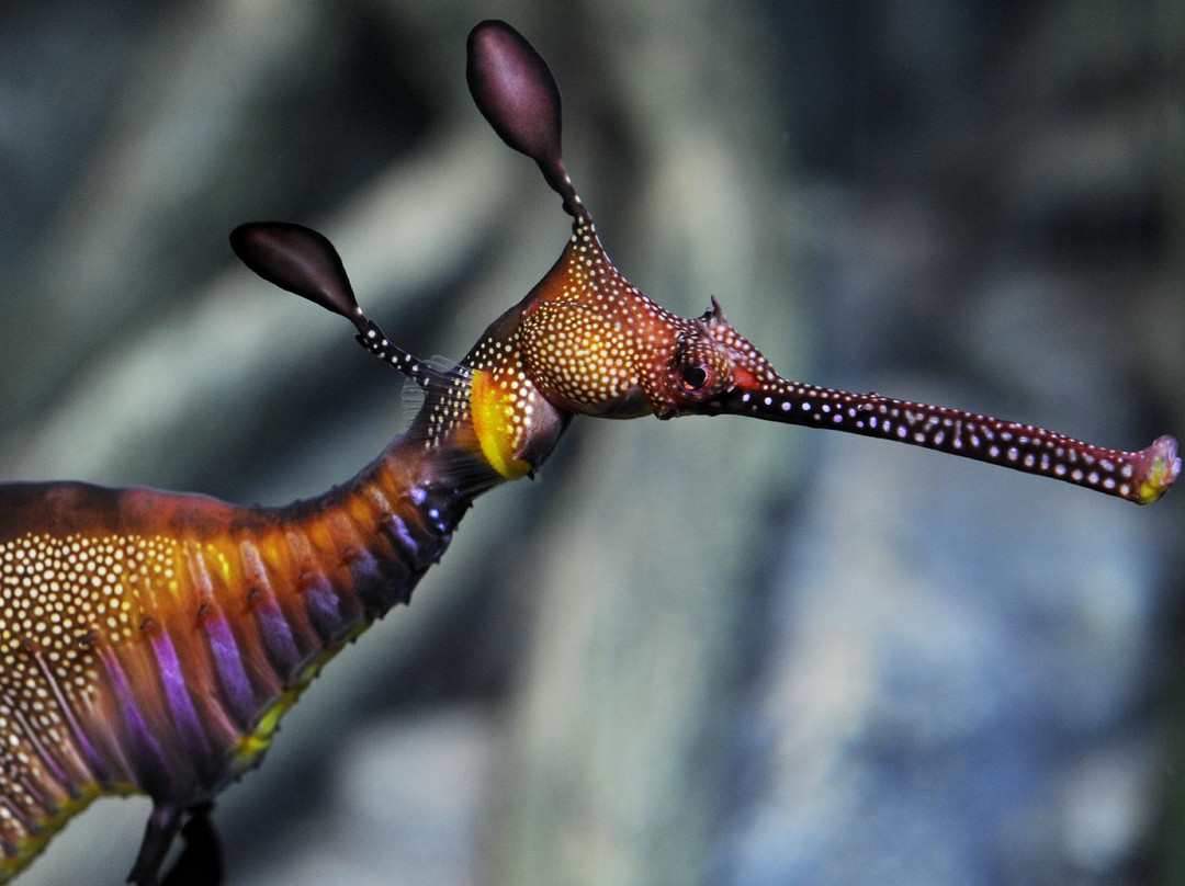 Sea Life Scarborough景点图片