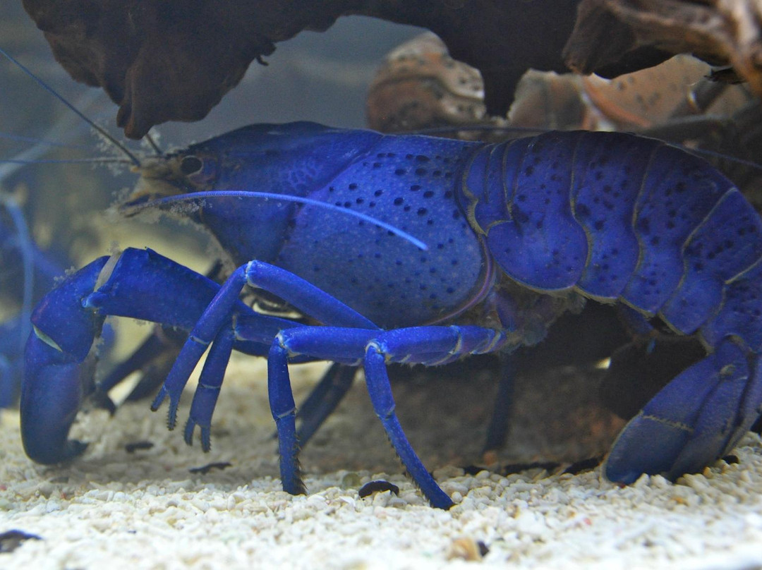 千岁鲑鱼水族馆-千岁市必去景点