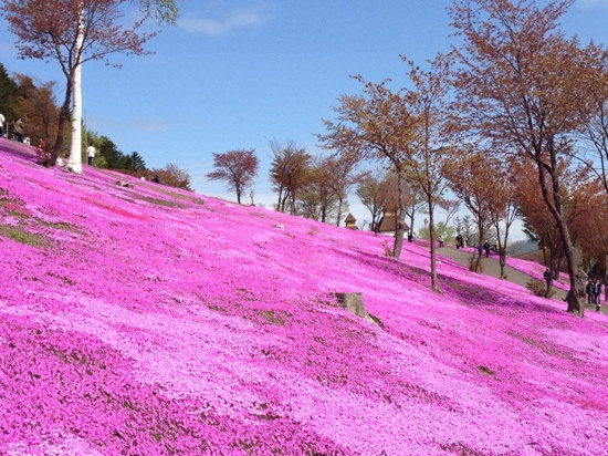 Shibazakura Takinoue Park-泷上町必去景点