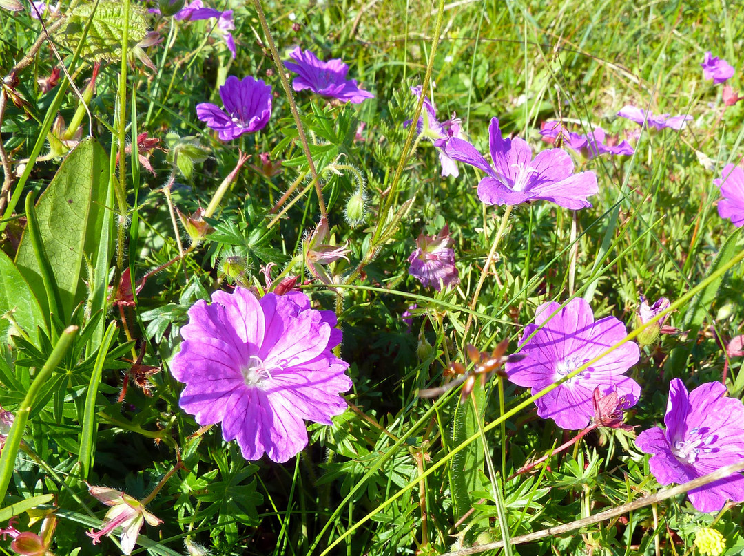 Burren Hills Walk景点图片