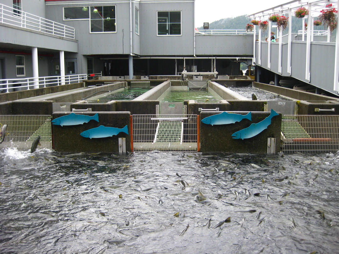 Dipac's Macaulay Salmon Hatchery-朱诺必去景点