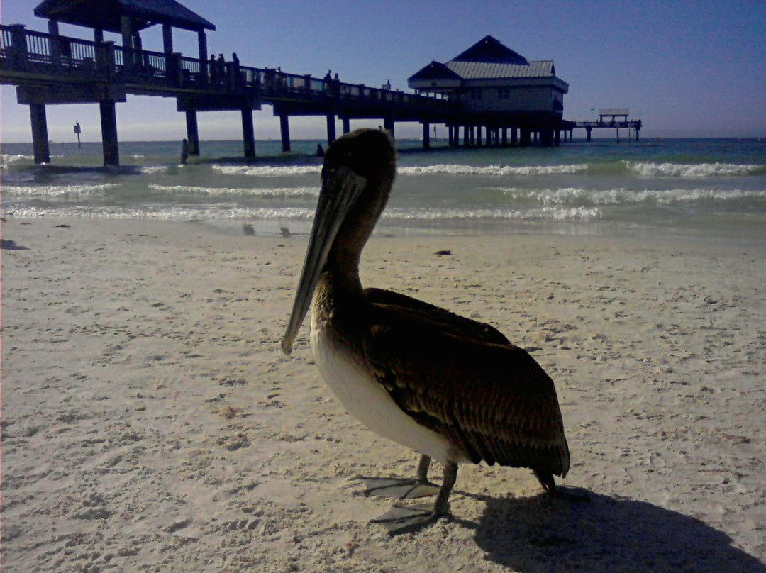 60号码头-克利尔沃特必去景点