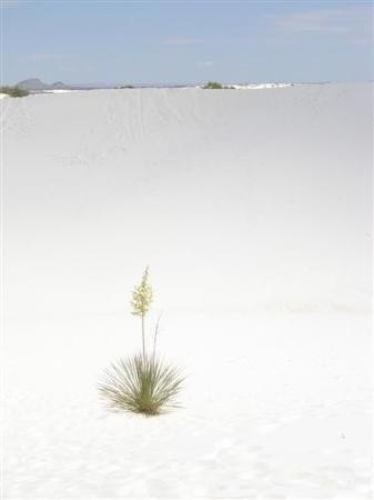 White Sands National Park-阿拉莫戈多必去景点