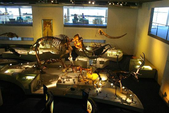 Naturalis Biodiversity Center景点图片