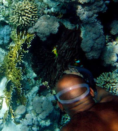 Jackson Reef-红海和西奈半岛必去景点