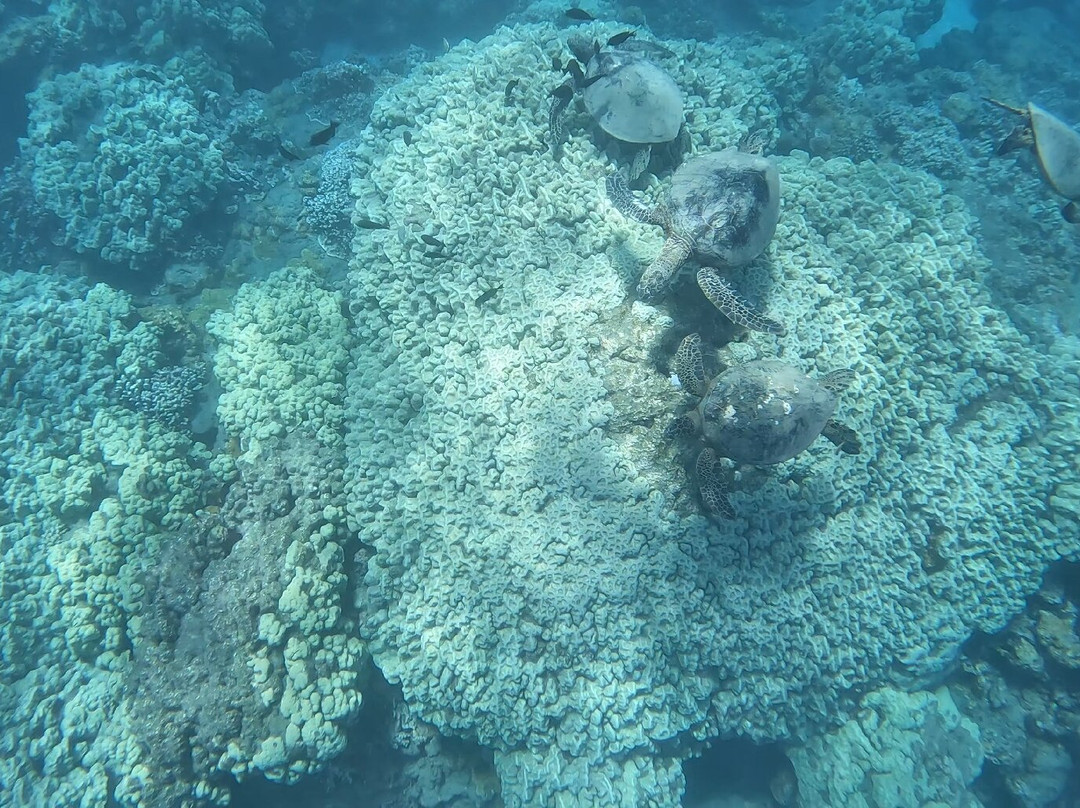 Maui Kayak Adventures-基黑必去景点