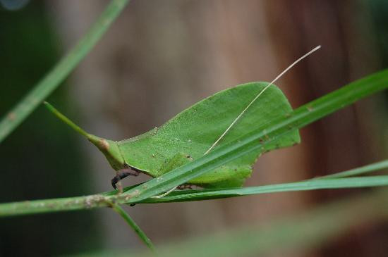 Kipandi Butterfly Farm-坦巴南必去景点