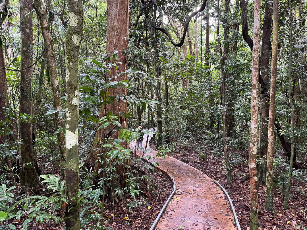 Marrdja Botanical Walk-Cape Tribulation必去景点