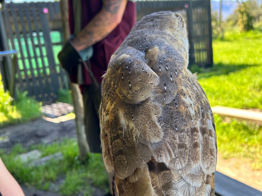 Eagle Encounters @Spier Wine Farm-斯泰伦博斯必去景点