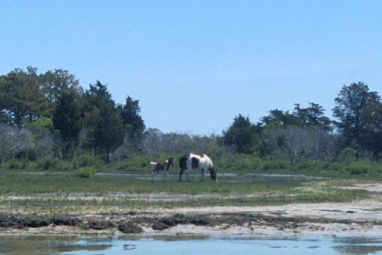 Chincoteague Cruises & Nature Tours-钦科蒂格岛必去景点