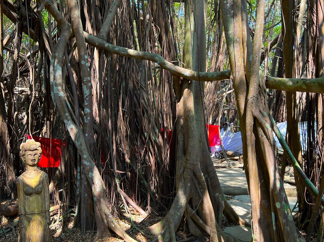 Arbre Sacré De Mahatsinjo景点图片