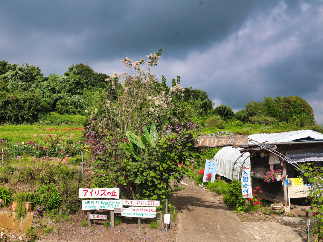 Paradise of Flowers, Iris Hill-安中市必去景点