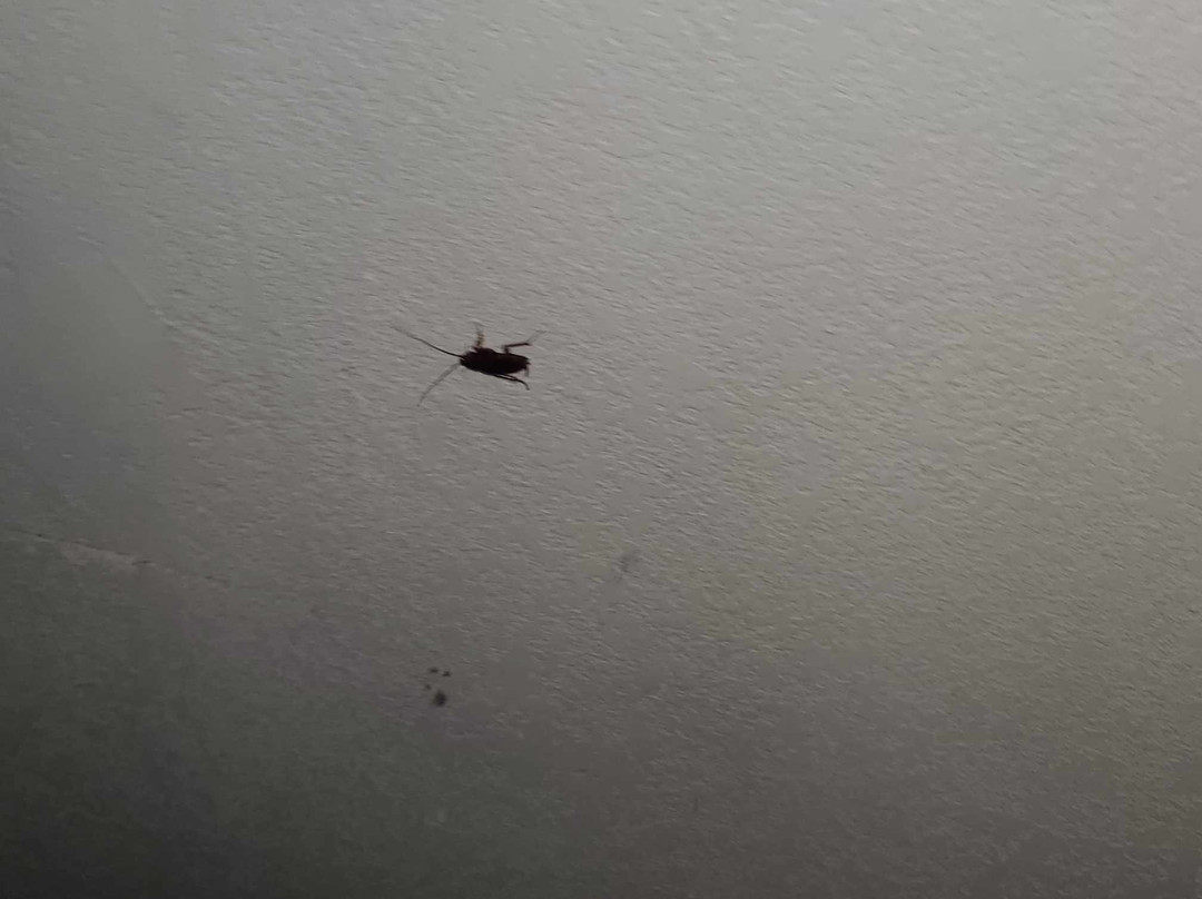 Days Inn & Suites by Wyndham Sulphur Springs主图