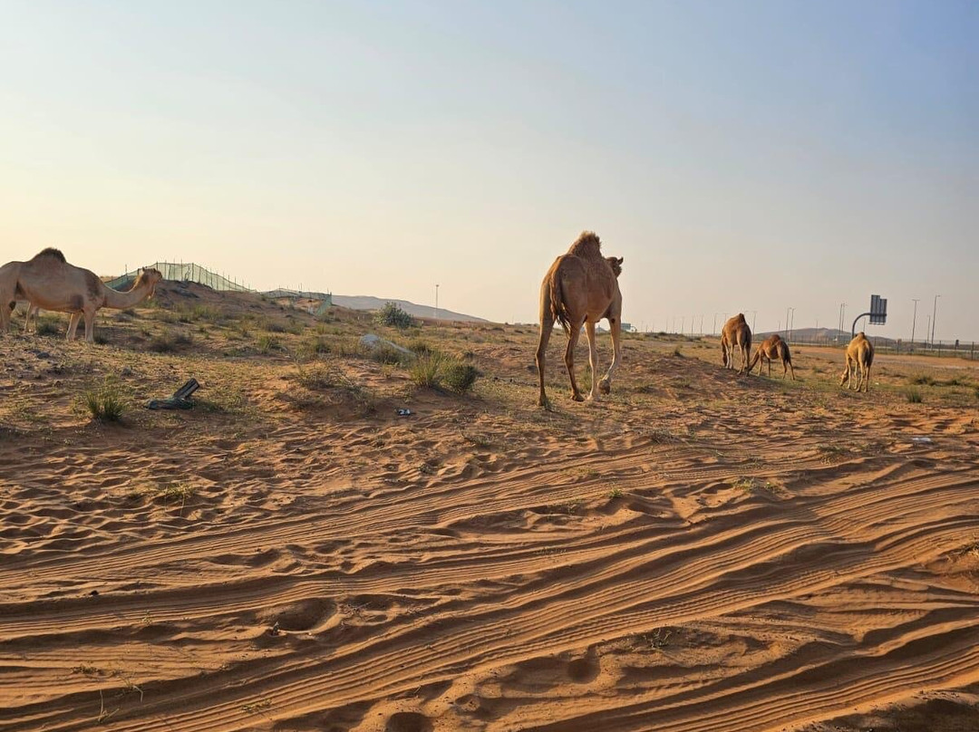 Sand & City Tourism-迪拜必去景点