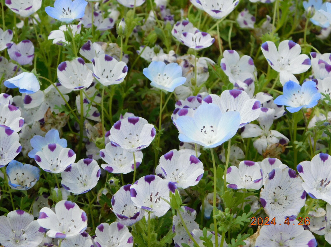 Umami-kyuryo Park-河合町必去景点
