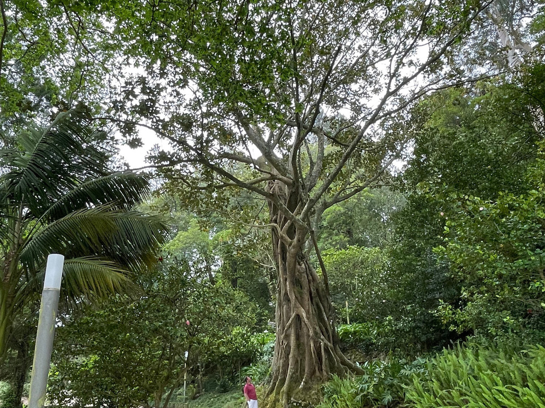 Liberdade Park景点图片