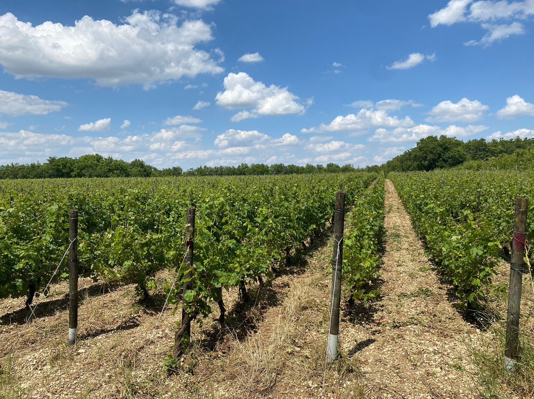 Pique Russe Vineyard景点图片