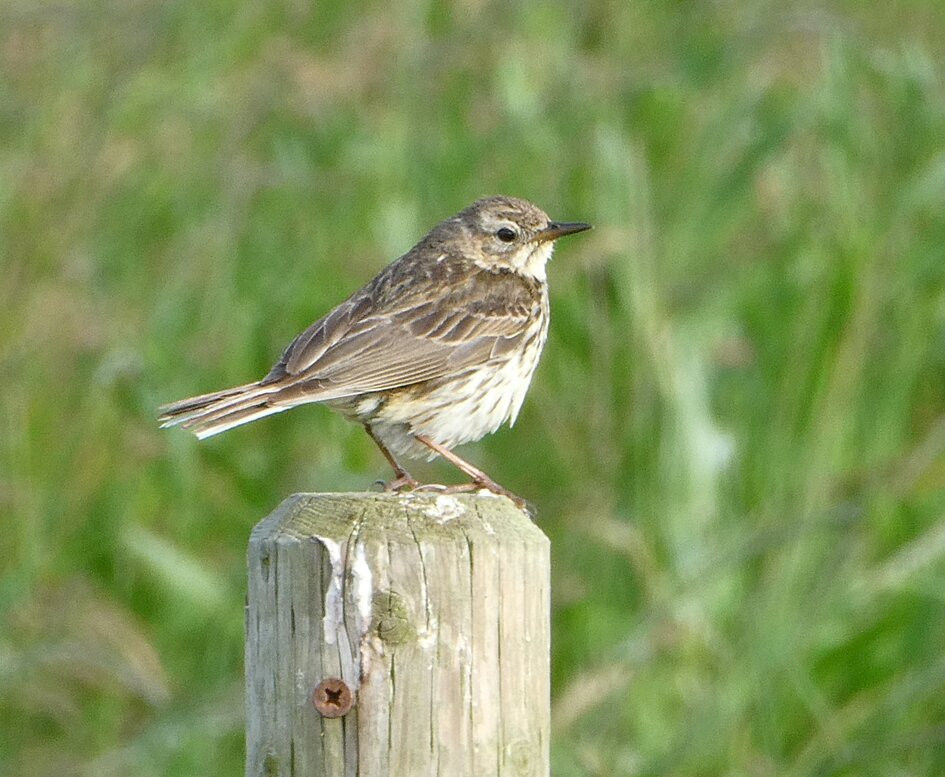 RSPB Marshside-绍斯波特必去景点