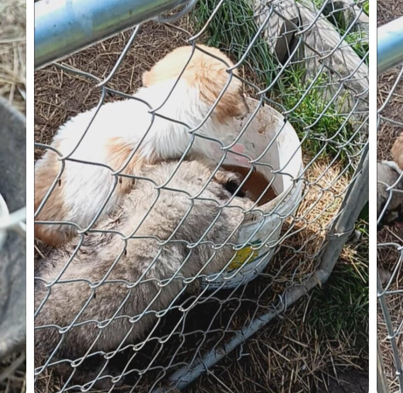 Frog Pond Farms-Bainbridge必去景点