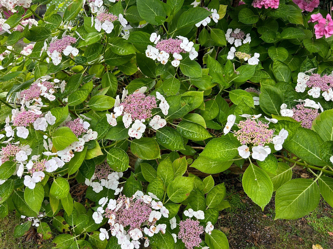 Schifferkrug Hotel & Weinstube主图