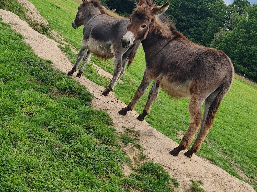 The Donkeys-Balsall Common必去景点