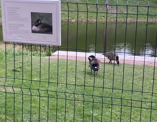 Zverinets-Lomonosov必去景点