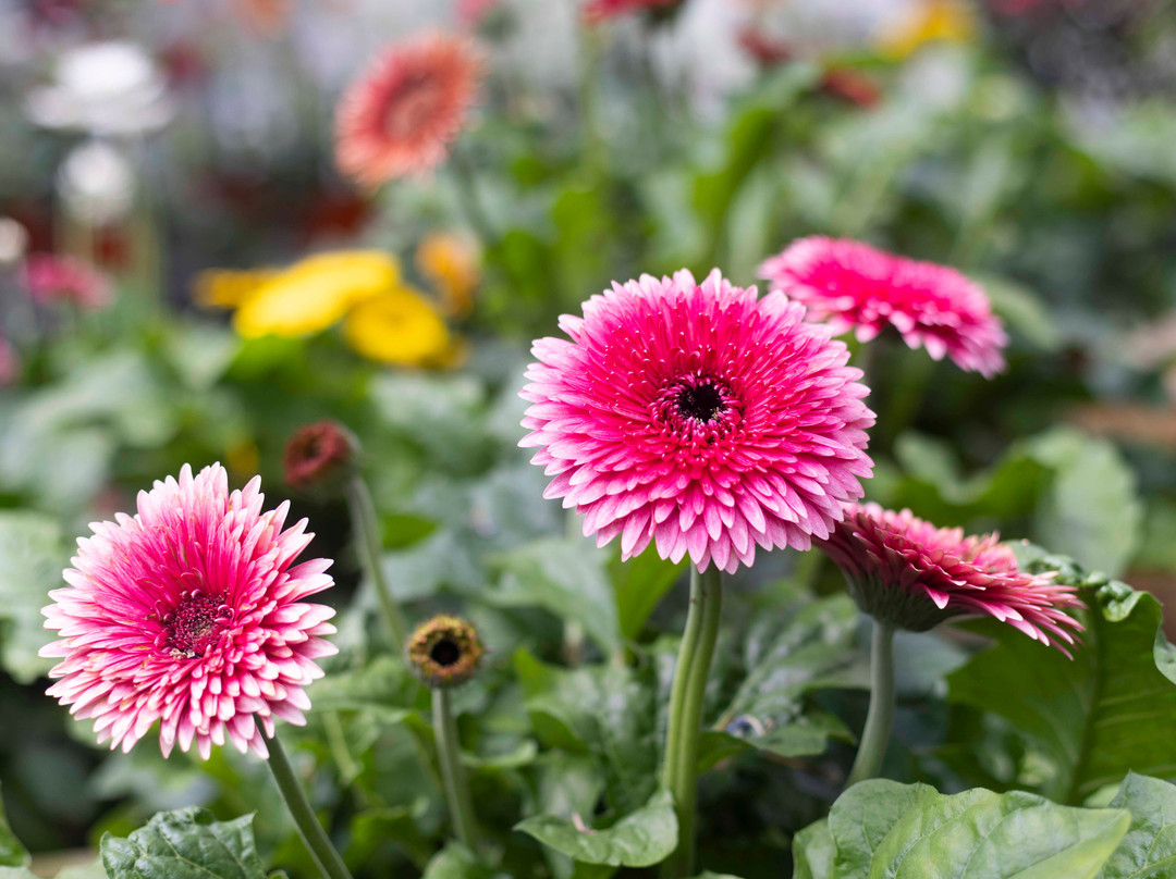 Liberty Hill Inn主图