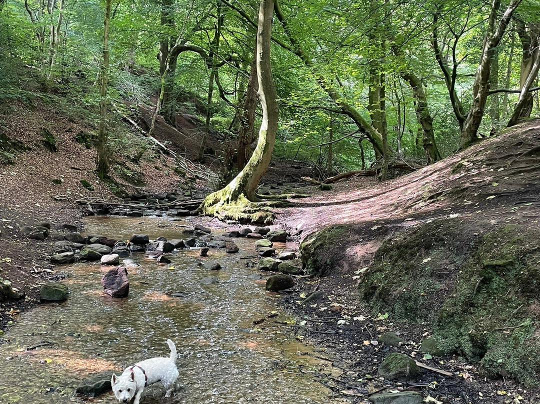 Dimmingsdale Nature Reserve-Ticknall必去景点