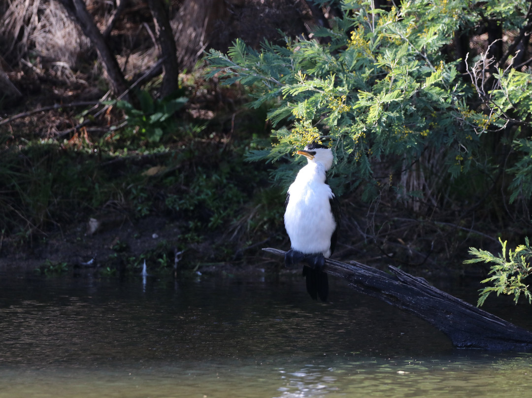 Tidbinbilla Nature Reserve景点图片