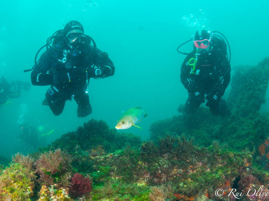 Poseidon Dive Center Portugal-塞新布拉必去景点