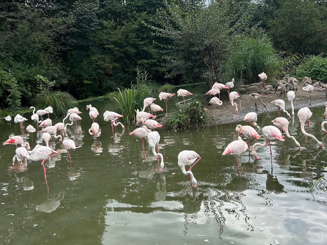 Tierpark Bern-伯尔尼必去景点