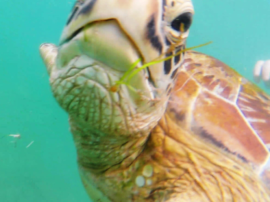 Turtles Snorkeling in Mirissa-Thalaramba必去景点