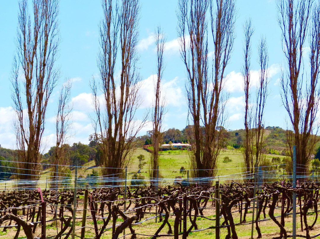 Vines & Wines-堪培拉必去景点