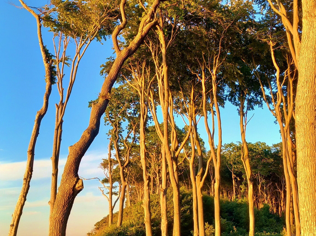 Ostsee Hotel-pension An Der Lindenallee主图