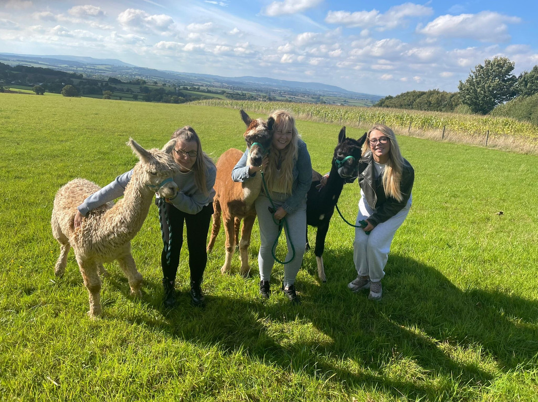 Severn Valley Alpacas-Bridgnorth必去景点