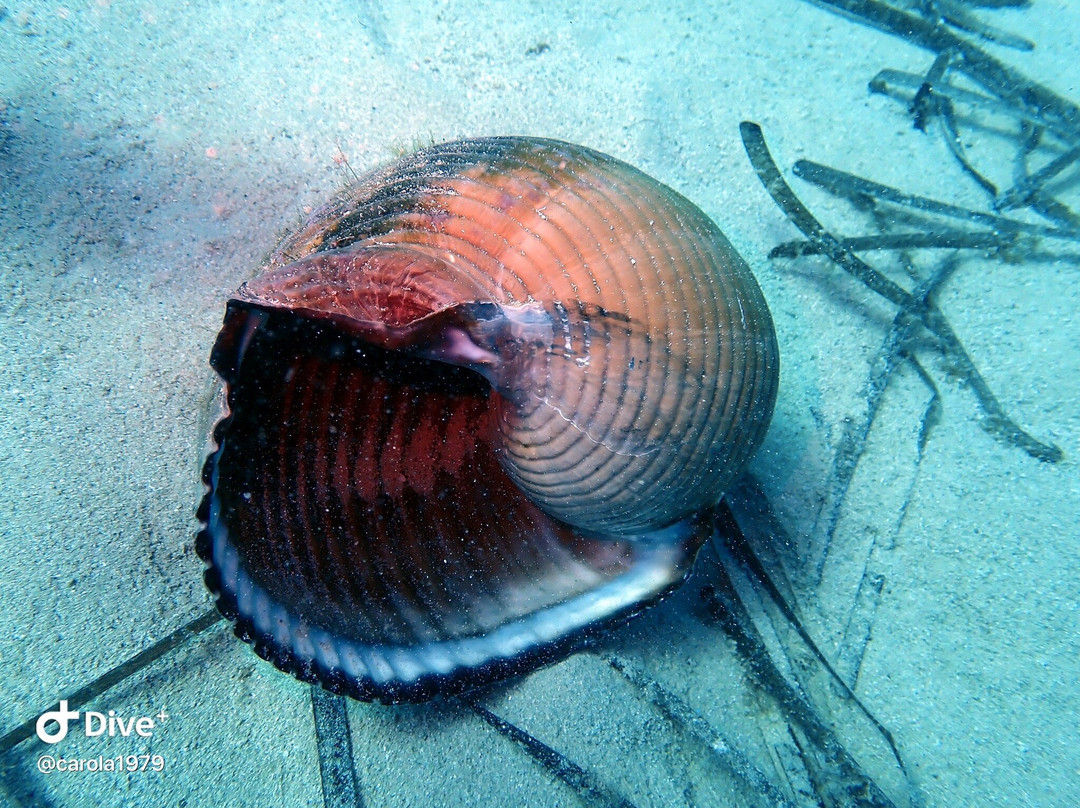 Bliss Dive-Marsalforn必去景点