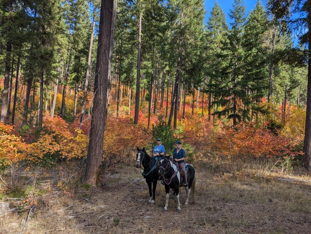 Wild At Heart Horse Rides景点图片