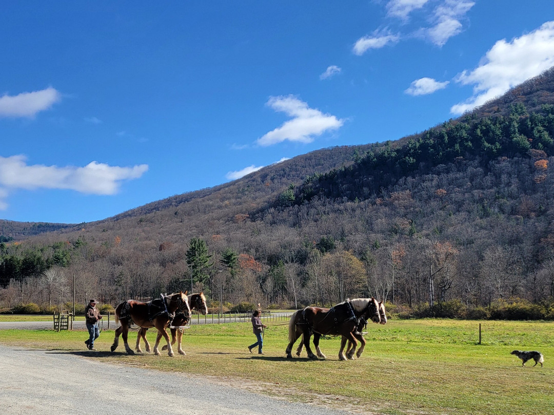 Ole Covered Wagon Tours景点图片