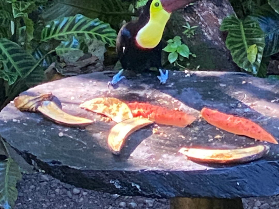 Selva Verde Lodge主图