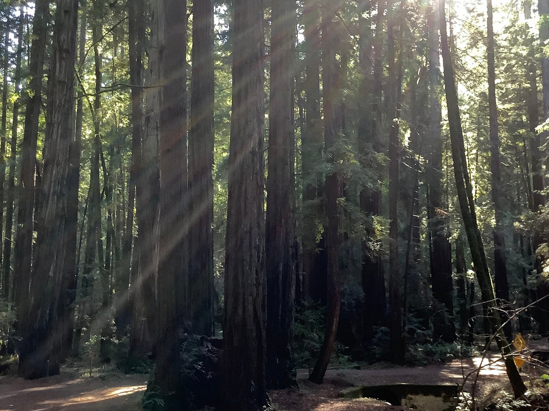 Armstrong Redwood State Reserve景点图片