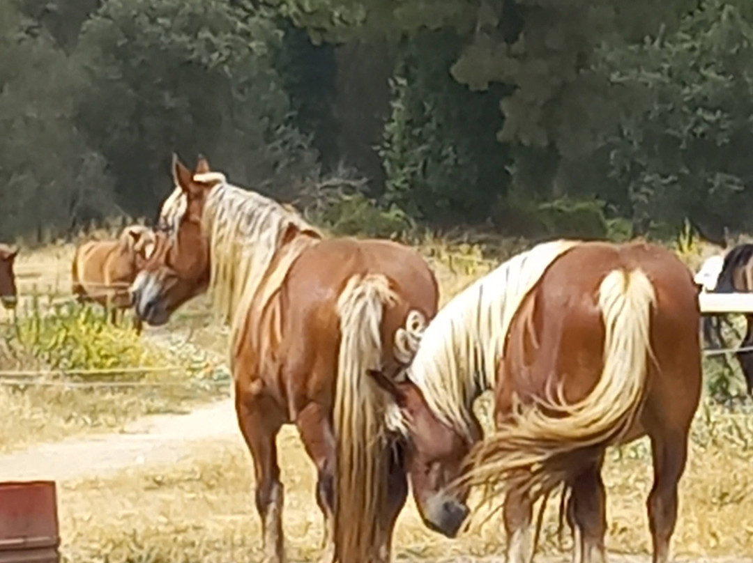 Parco Regionale Migliarino San Rossore Massaciuccoli-比萨必去景点