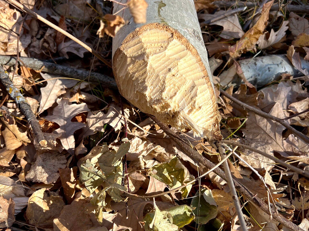 International Peace Gardens-波伊斯维因必去景点