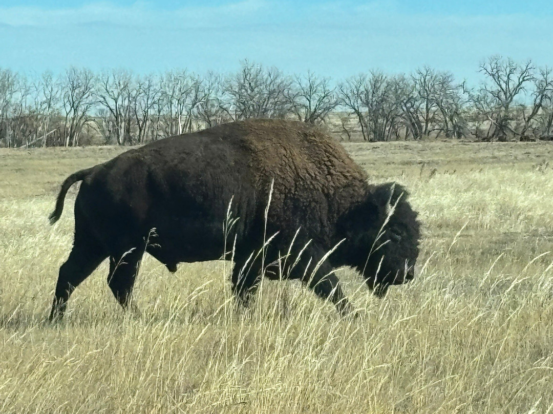Rocky Mountain Arsenal National Wildlife Refuge景点图片