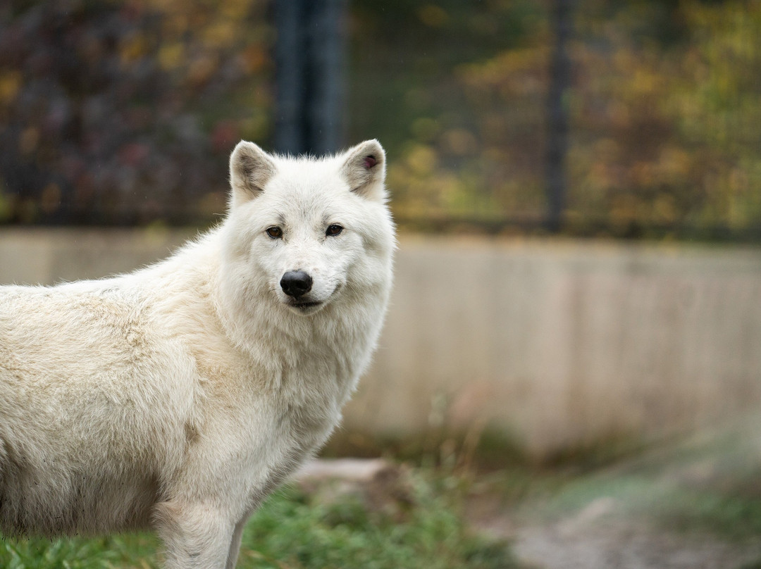 Saskatoon Forestry Farm Park & Zoo-萨斯卡通必去景点