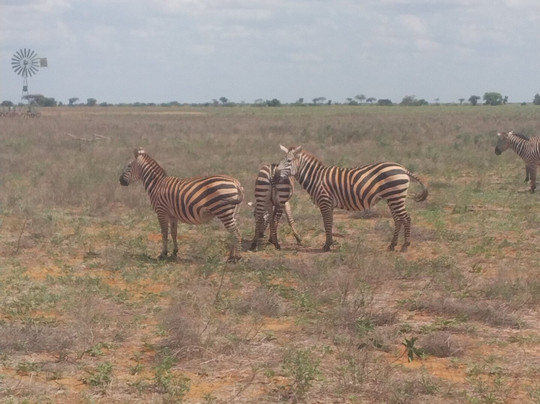 Waypoint Tours Malindi-马林地必去景点