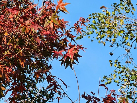 桂林公园-上海市必去景点