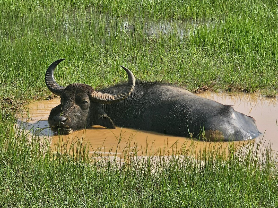 Yala Tiger Safari Sri Lanka-蒂瑟默哈拉默必去景点