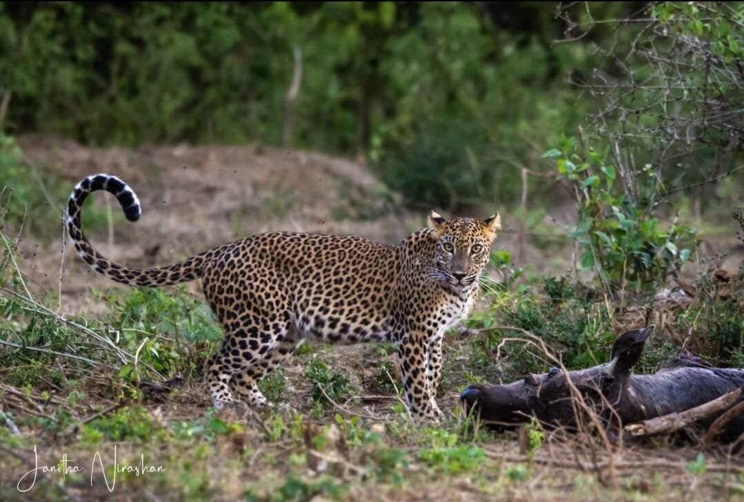 Dinuka Safari-蒂瑟默哈拉默必去景点
