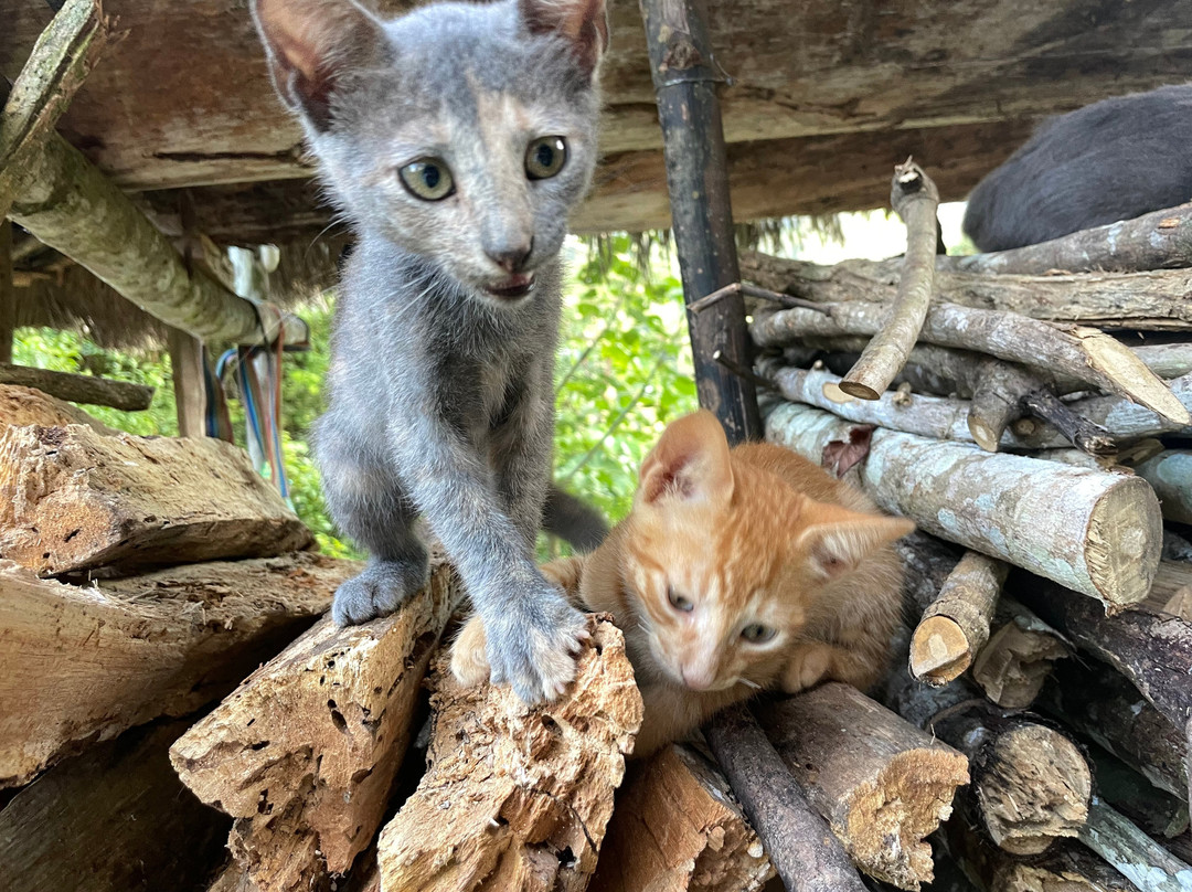 Roots Of The Amazon-Tarapoto必去景点